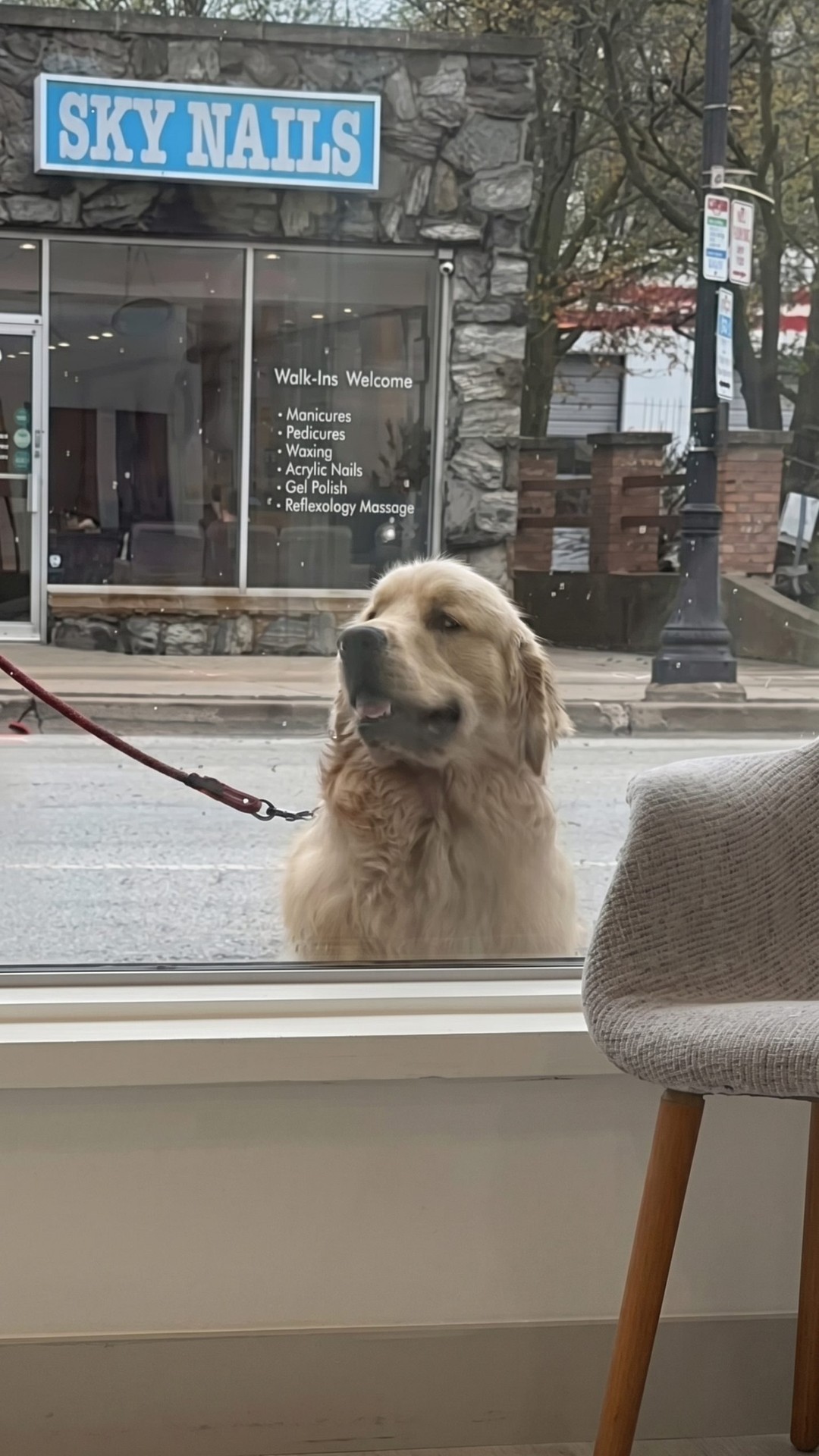 Golden Retriever's Daily Visits Spark Adoption Interest at Tails Together Rescue