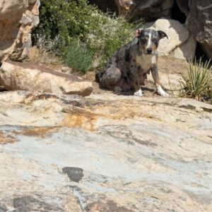 Hiker's Discovery: From Desperate Bark to a Life-Saving Rescue