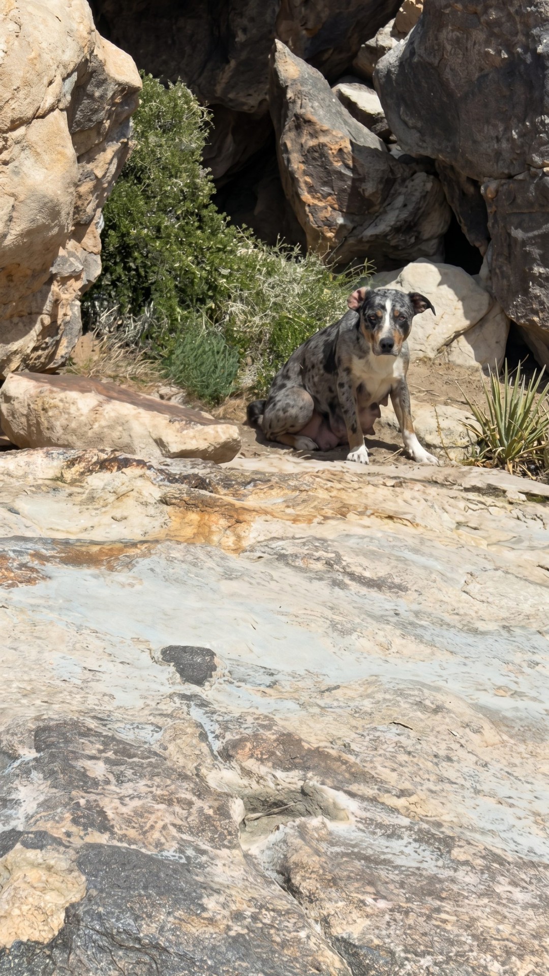 Hiker's Discovery: From Desperate Bark to a Life-Saving Rescue