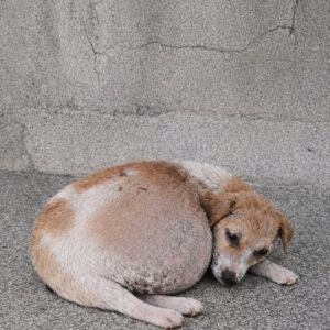 From Abandonment in a Box to a Loving Home: Bean's Journey