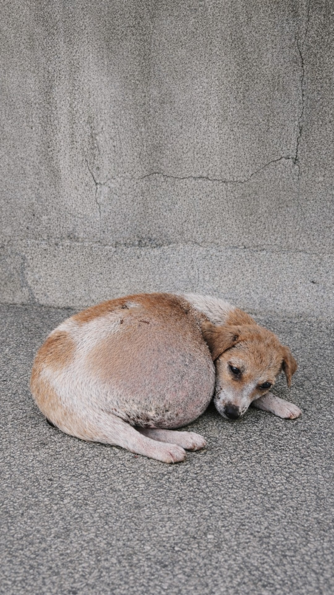 From Abandonment in a Box to a Loving Home: Bean's Journey