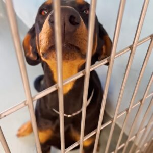 Rescuer Waits Two Hours to Save Moon from a Shelter Kennel
