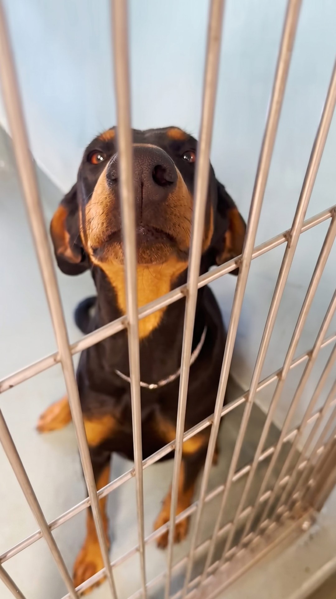 Rescuer Waits Two Hours to Save Moon from a Shelter Kennel