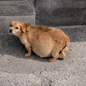 Rescue of Seri: A Dog with a Distended Belly Found in the Cold