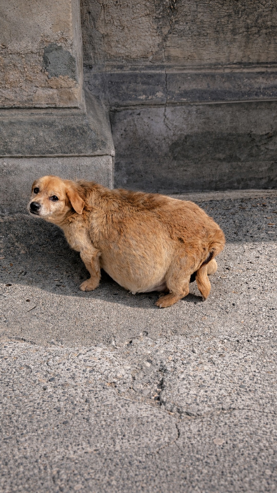 Rescue of Seri: A Dog with a Distended Belly Found in the Cold
