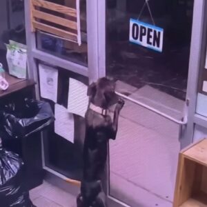 Rufus the Escape Artist: How a Shelter Dog Found His Way Home