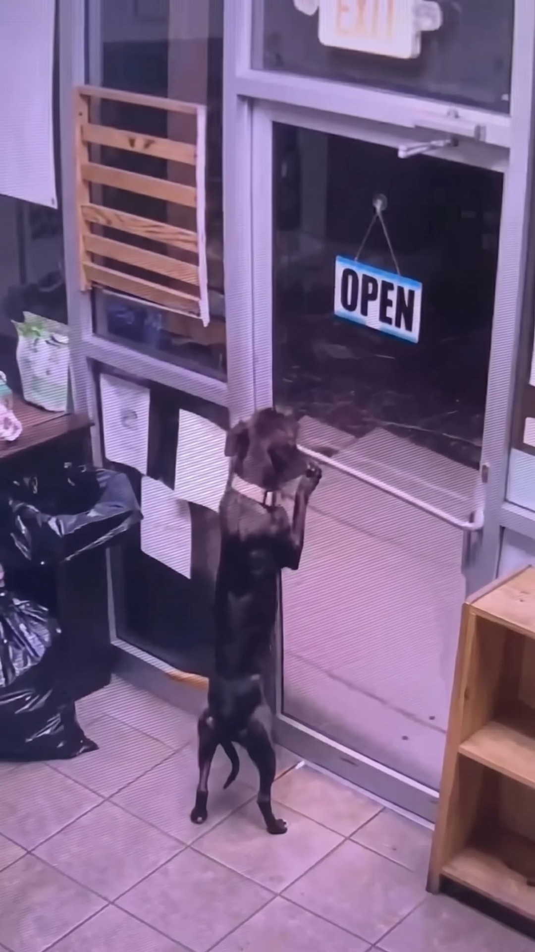 Rufus the Escape Artist: How a Shelter Dog Found His Way Home