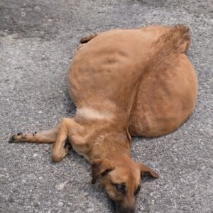 Security Guard Saves Azalea After She Was Abandoned in a Trash Bin