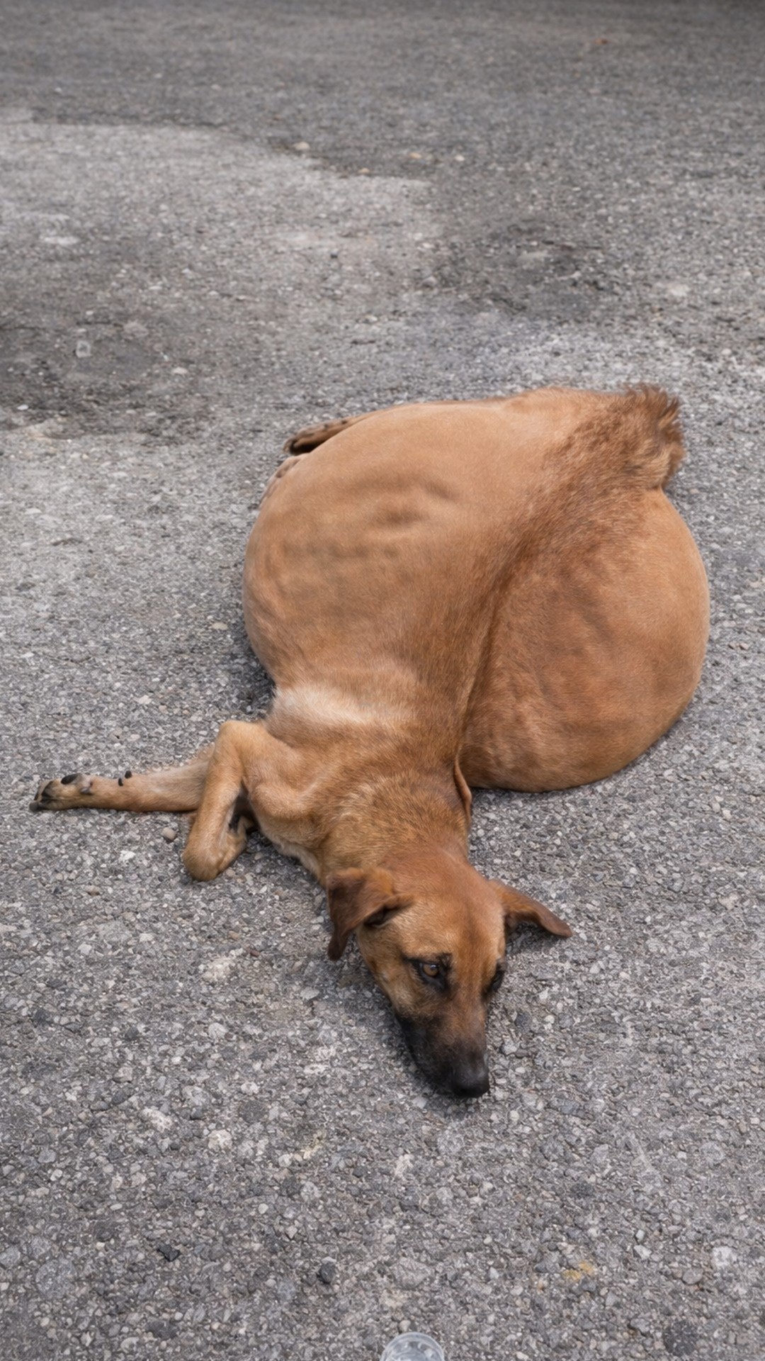 Security Guard Saves Azalea After She Was Abandoned in a Trash Bin