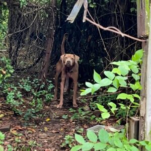Lumi’s Quiet Surrender: A Stray Dog Finds Safety in an Abandoned House