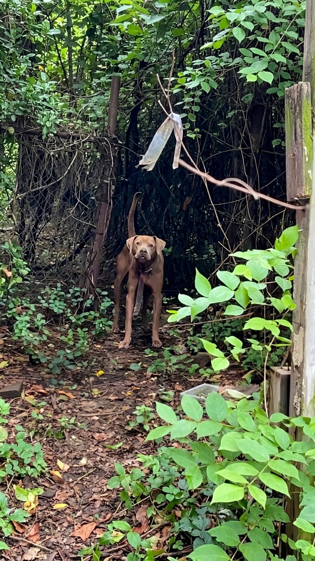 Lumi’s Quiet Surrender: A Stray Dog Finds Safety in an Abandoned House