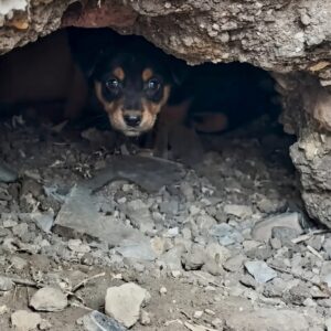 Rescuers Save Three Puppies from Collapsing Den Beneath a Stray Mother Dog