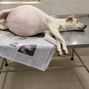 Rescue Dog Wagging Her Tail Marks Milestone in Recovery