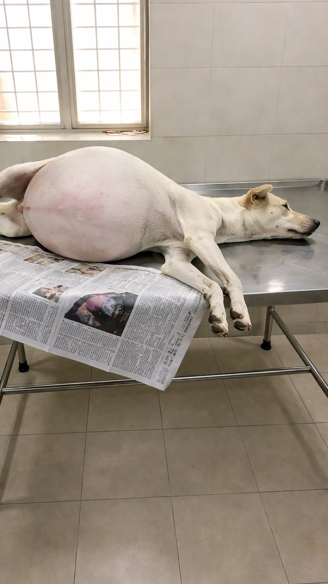 Rescue Dog Wagging Her Tail Marks Milestone in Recovery