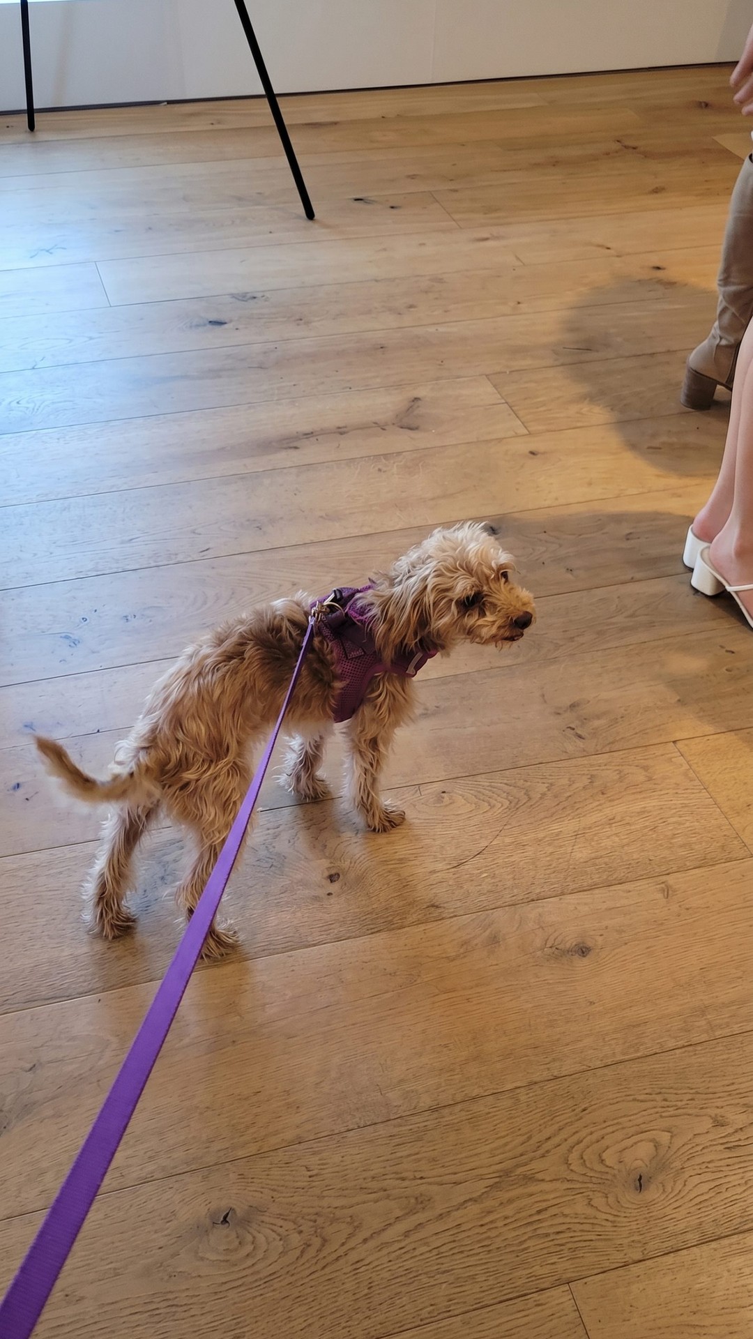 Chiqui's Journey: From Grief to a New Home in Just Weeks
