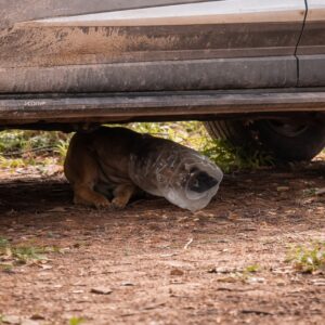 Stray Dog's Struggle with a Plastic Jar Leads to Calm Rescue Success