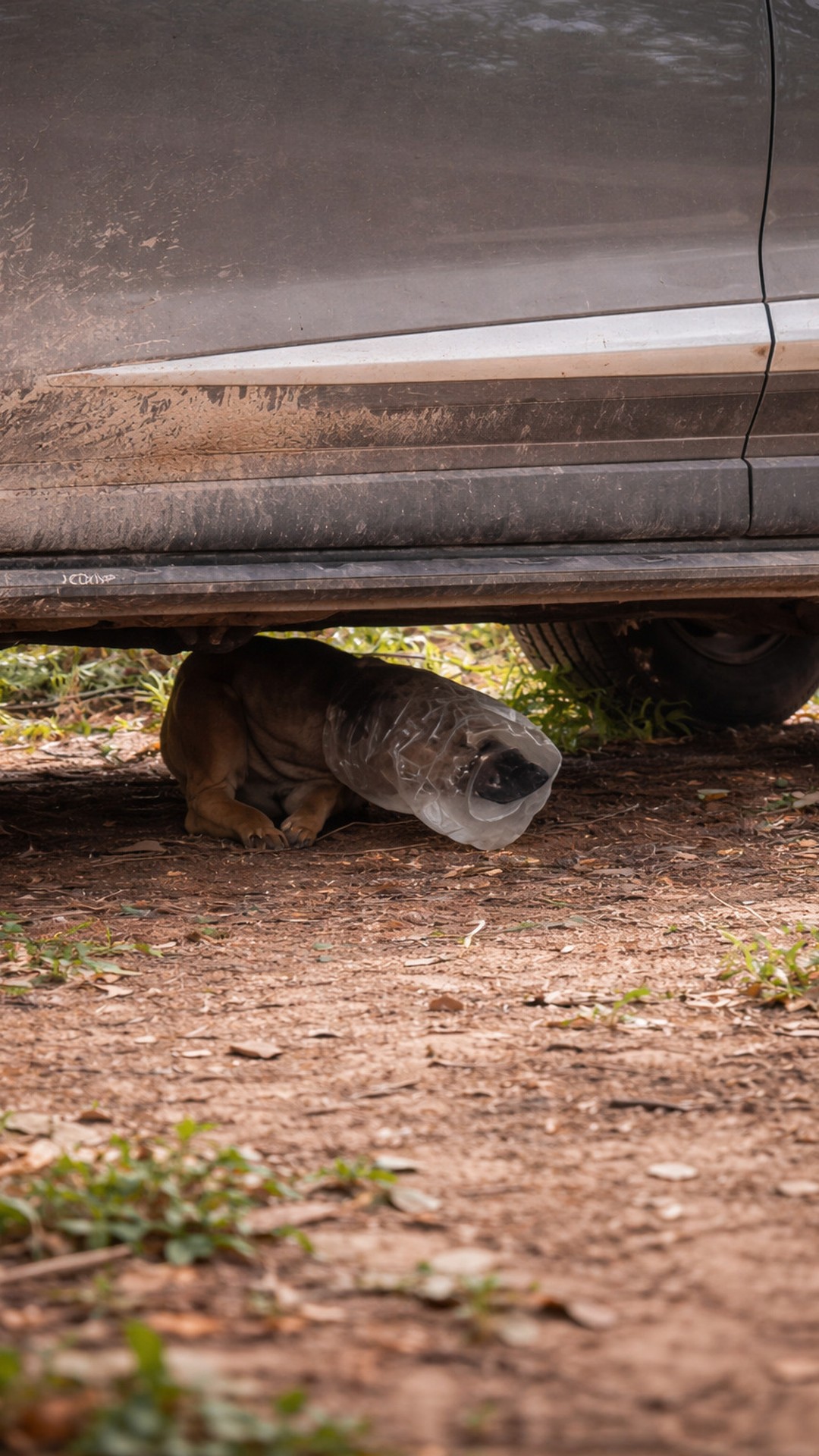 Stray Dog's Struggle with a Plastic Jar Leads to Calm Rescue Success