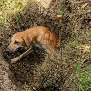 From Underground Terror to Safety: A Dog's Dramatic Rescue