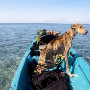 Winston's Dramatic Rescue from a Remote Island Off Belize