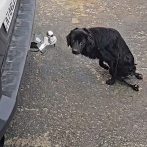From Despair to Care: A Paralyzed Dog's Journey Over Three Months