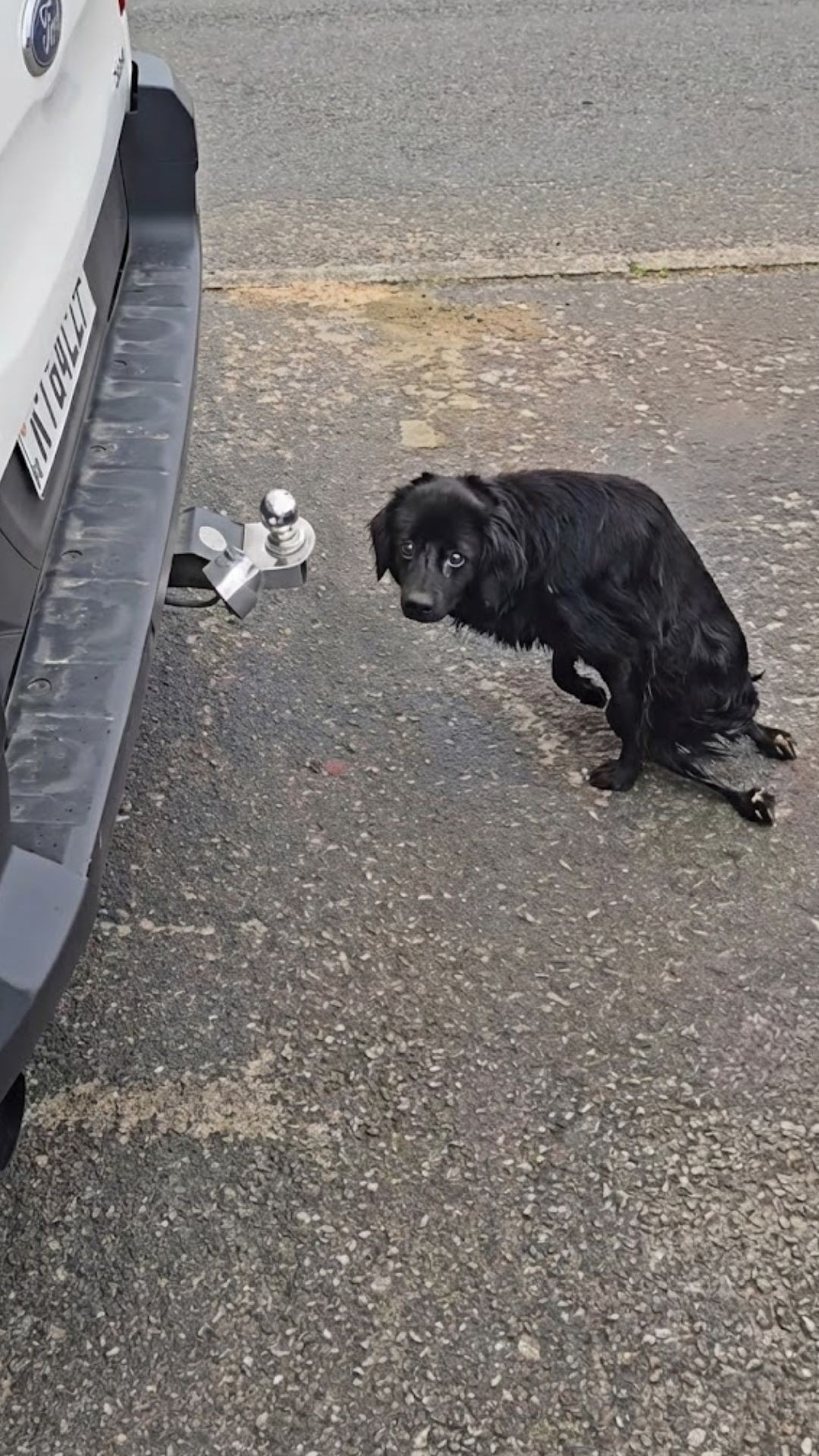 From Despair to Care: A Paralyzed Dog's Journey Over Three Months