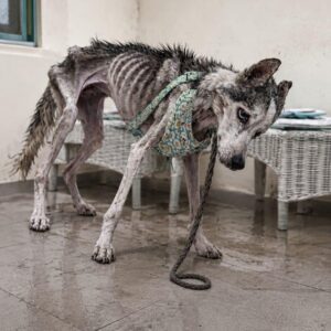Wolf's Battle Against Malnutrition and Infection Over Two Life-Saving Surgeries