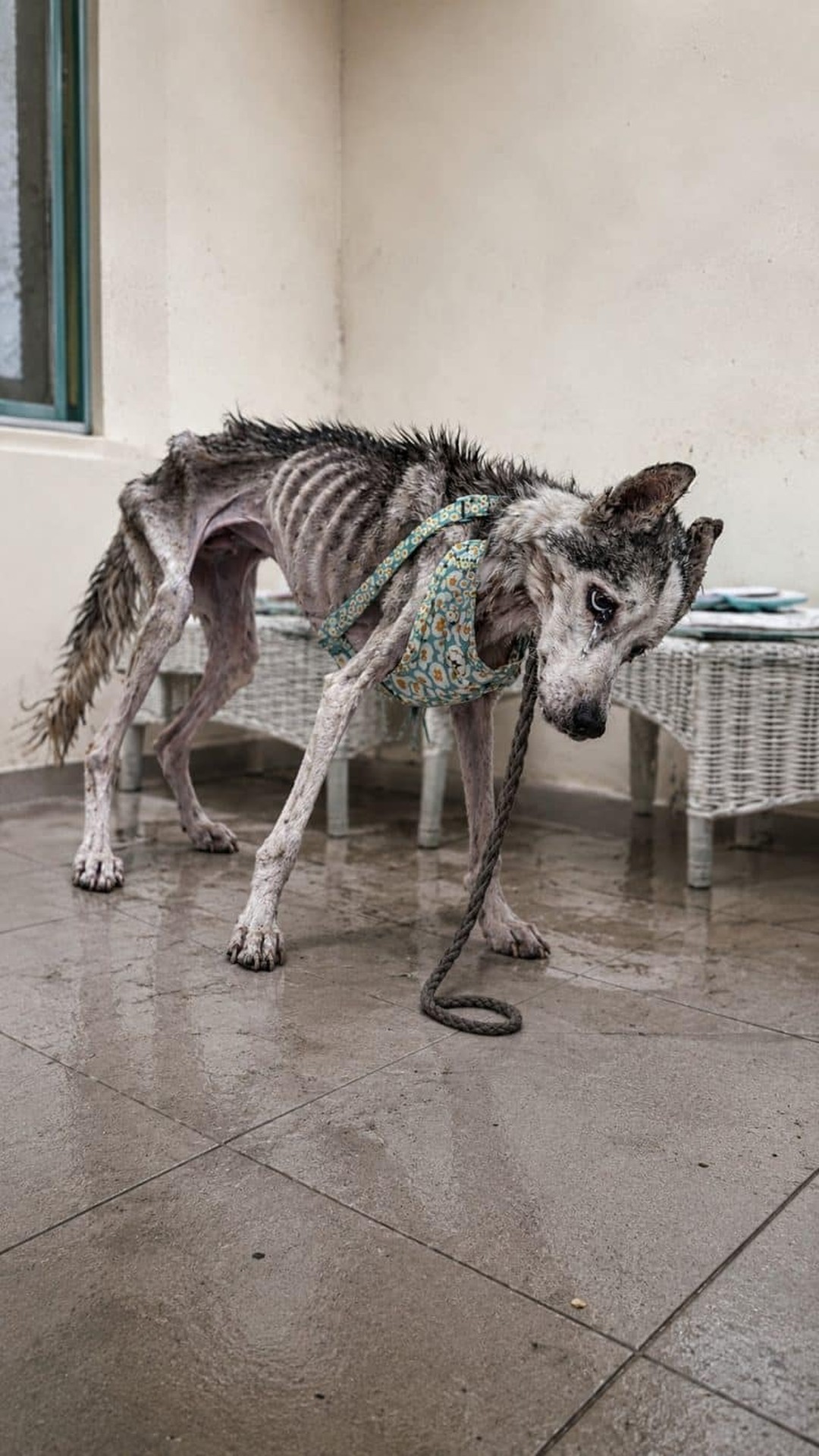 Wolf's Battle Against Malnutrition and Infection Over Two Life-Saving Surgeries