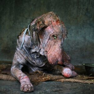 Rescuers Discover a Severely Injured Dog on a Dusty Roadside in India