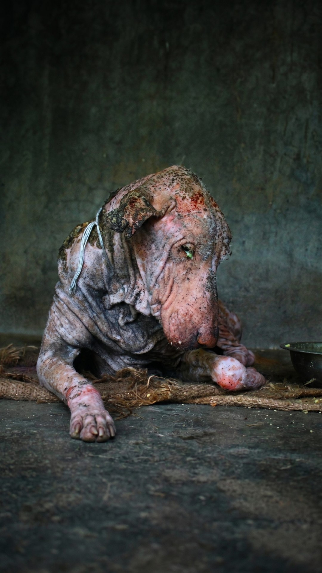 Rescuers Discover a Severely Injured Dog on a Dusty Roadside in India