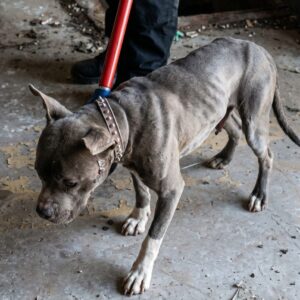 Rescuers Find Emaciated Pit Bull Trapped in an Abandoned Firehouse