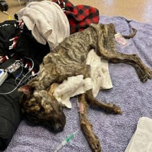 Ethan's First Tail Wag Signals Hope After Severe Neglect