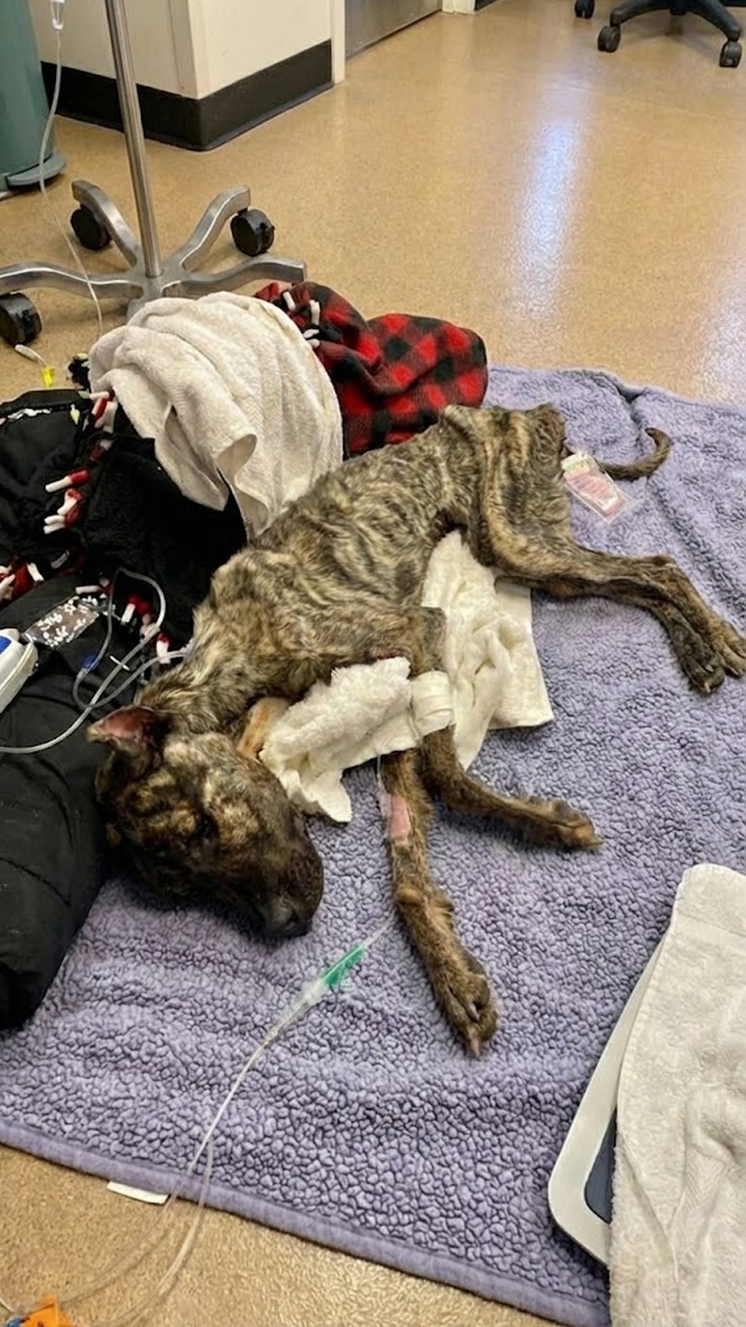Ethan's First Tail Wag Signals Hope After Severe Neglect