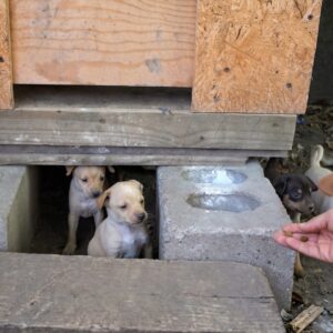Rescue Team Saves Five Toothless Chihuahua Puppies and Their Mother