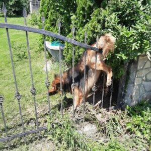 Dog's Remarkable Recovery After Days Trapped Against a Fence