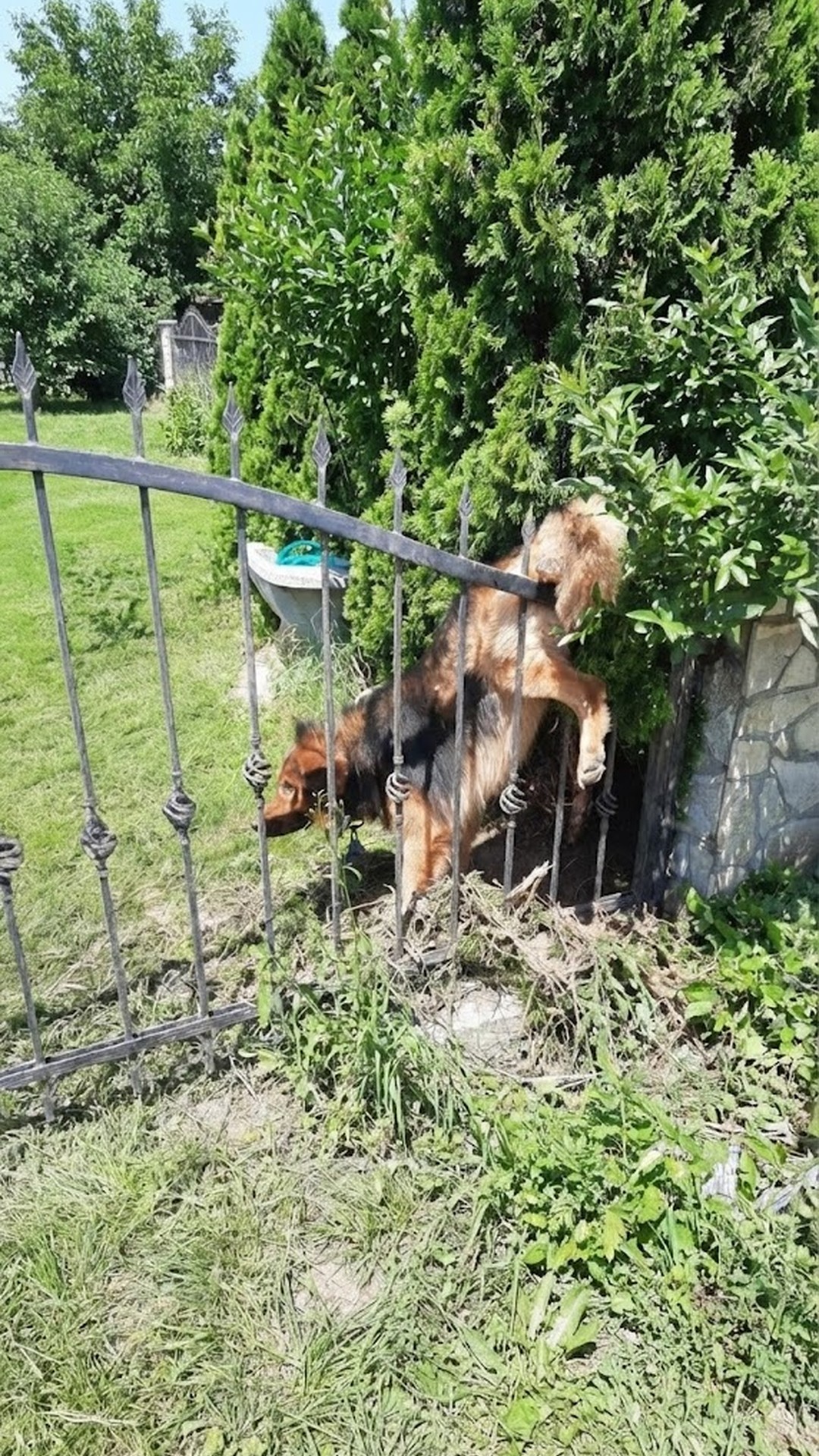 Dog's Remarkable Recovery After Days Trapped Against a Fence
