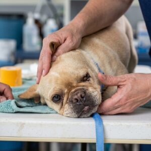 Lily's Journey: From a Breeding Facility to a Loving Home in Just Months