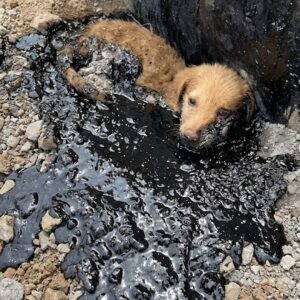 Trio's Recovery: From Asphalt Entrapment to Healing Over Days