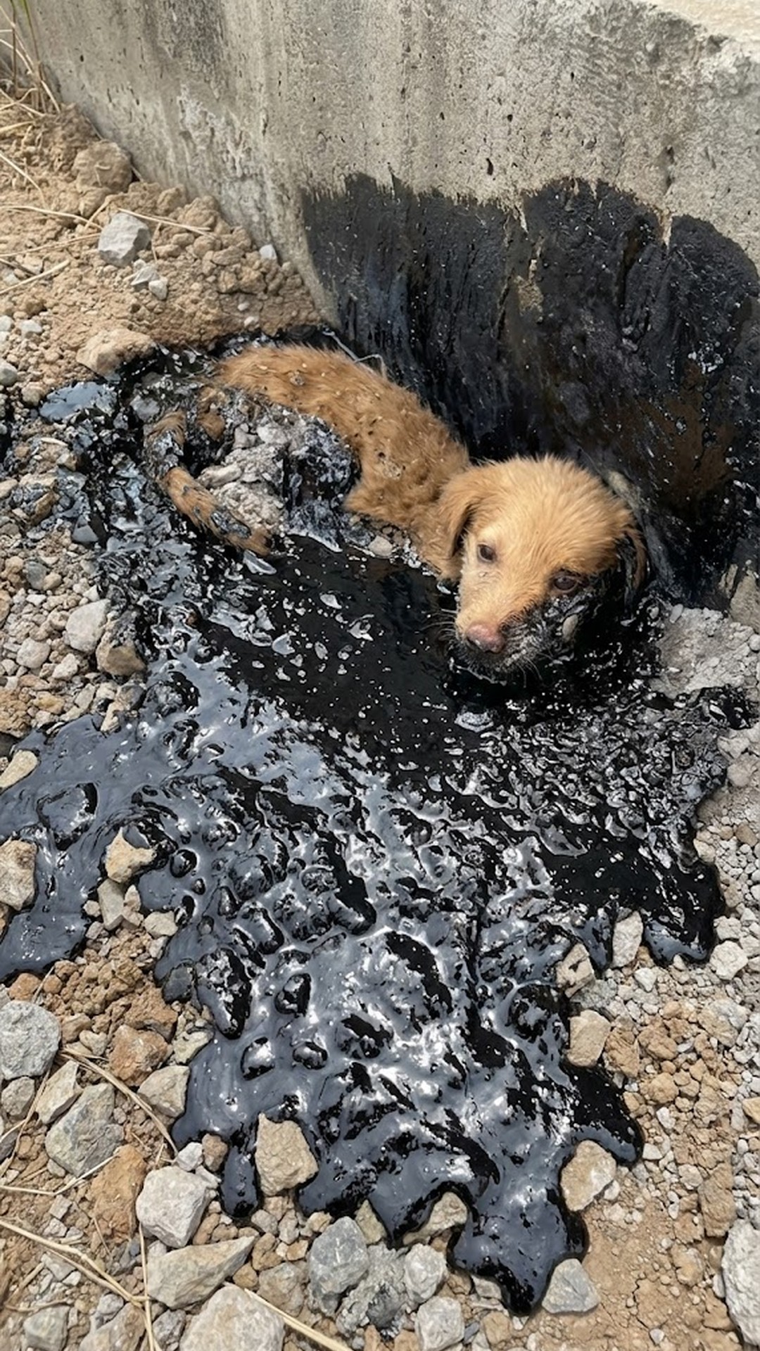 Trio's Recovery: From Asphalt Entrapment to Healing Over Days