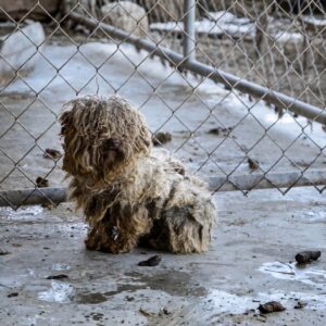 From a Filthy Cage to a Loving Home: Mikhail's Transformation