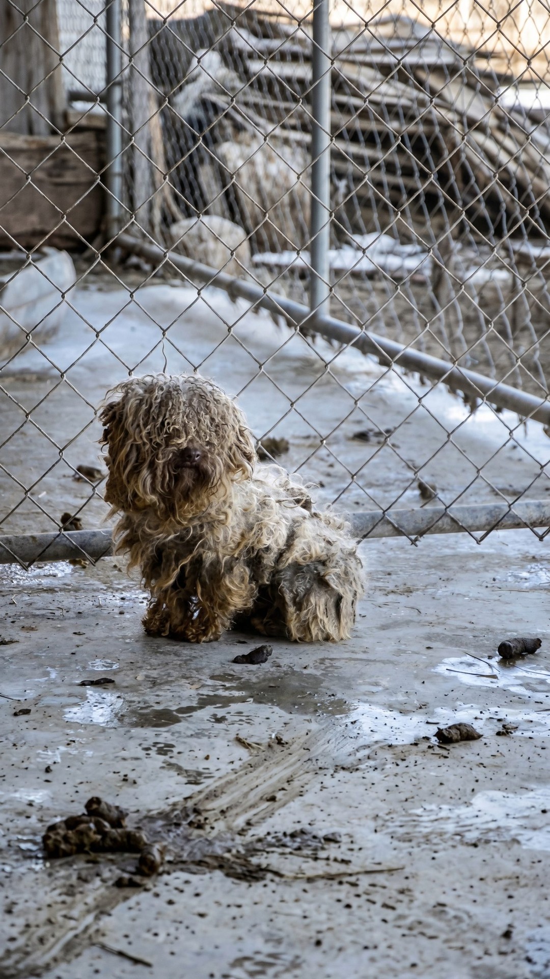 From a Filthy Cage to a Loving Home: Mikhail's Transformation