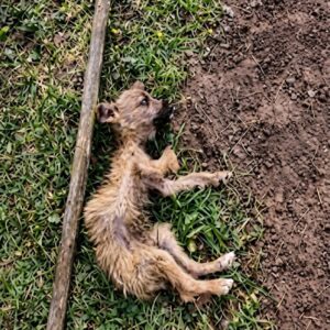 From Hidden Among Debris to Finding Trust Again: A Puppy’s Journey