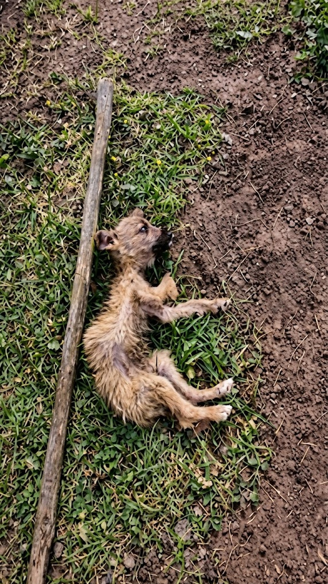 From Hidden Among Debris to Finding Trust Again: A Puppy’s Journey