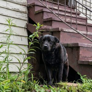 Rescue Team Saves Mother Dog and Her Hidden Puppies from Abandoned Porch