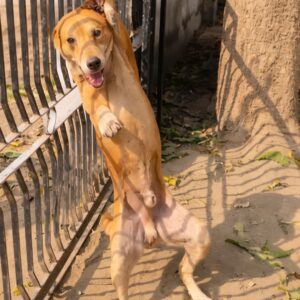 Rescue of Dog Trapped in Metal Fence Highlights the Importance of Patient Care