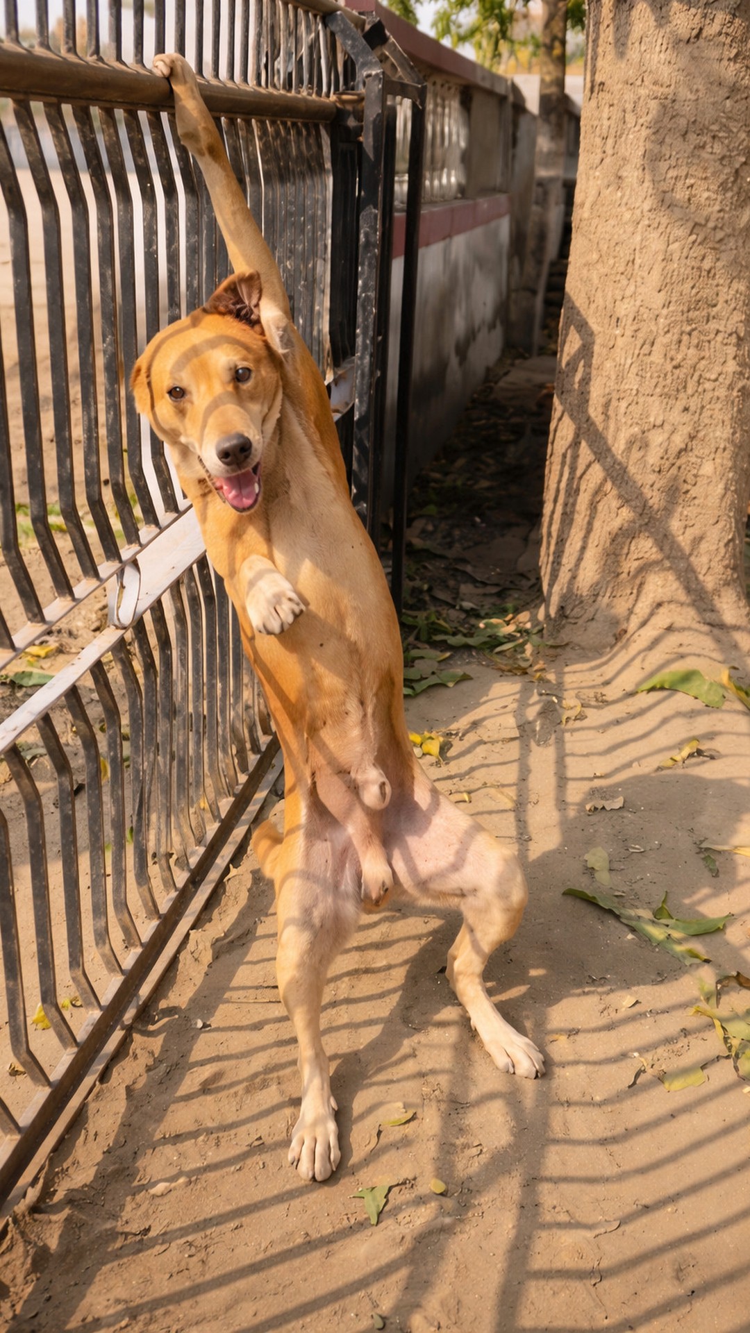 Rescue of Dog Trapped in Metal Fence Highlights the Importance of Patient Care
