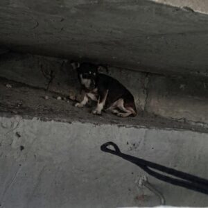 Rescue Team Navigates Dark Sewers to Save Terrified Dog Named Leah