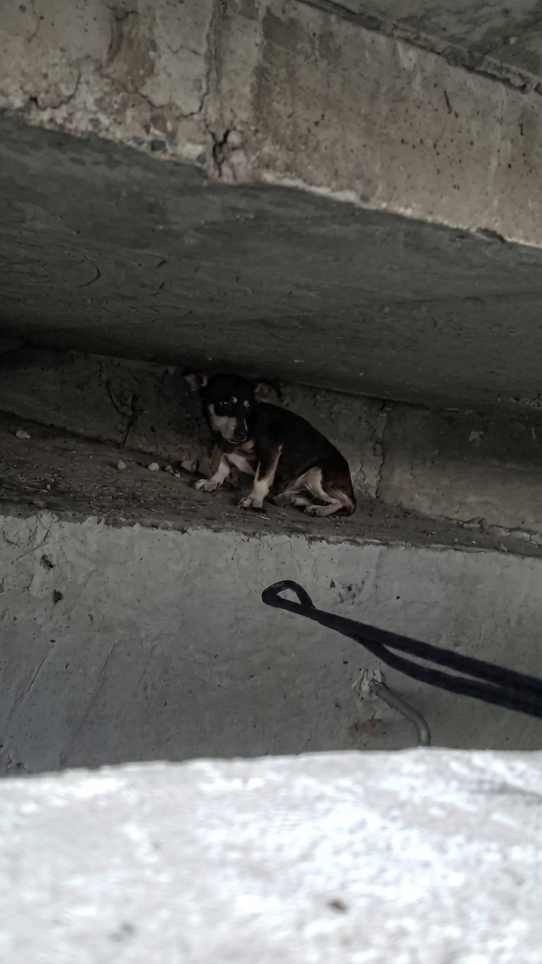 Rescue Team Navigates Dark Sewers to Save Terrified Dog Named Leah
