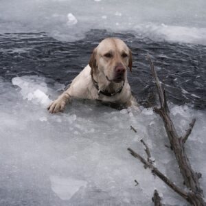 Dog Rescued from Freezing Lake After Falling Through Thin Ice