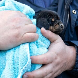 Community Rallies to Rescue Trapped Puppy from Underground Drain Pipe