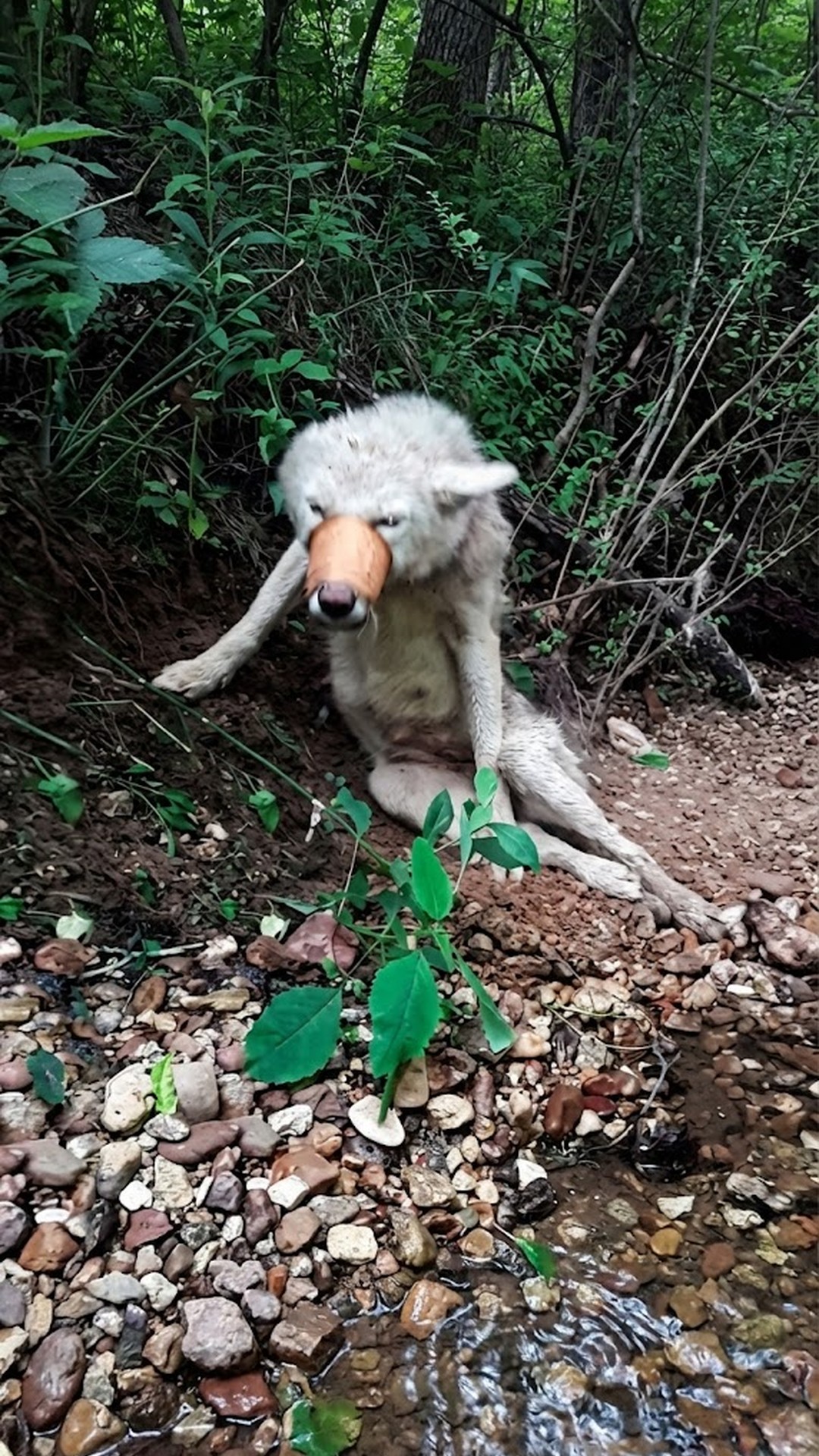 Angel Stands for the First Time After Overcoming Unimaginable Trauma